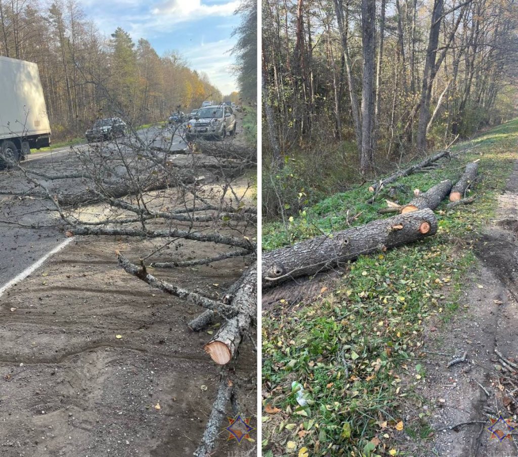 В Барановичах упавшее дерево повредило два автомобиля