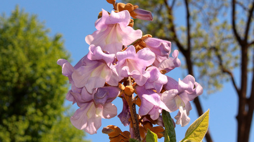 Какие редкие растения можно встретить в Бресте