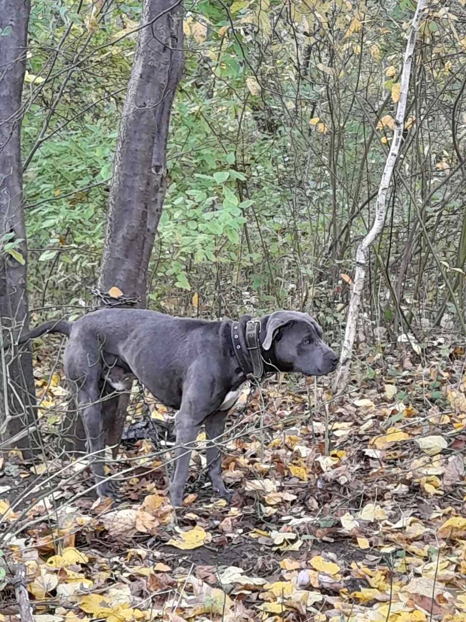 В Бресте хозяева привязали собаку к дереву и бросили умирать