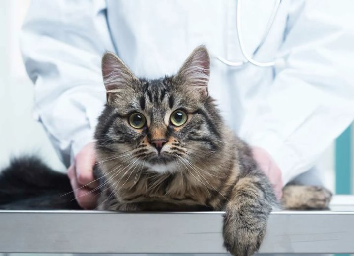 В одной из ветклиник Беларуси цены на лекарства завышали на 4000%