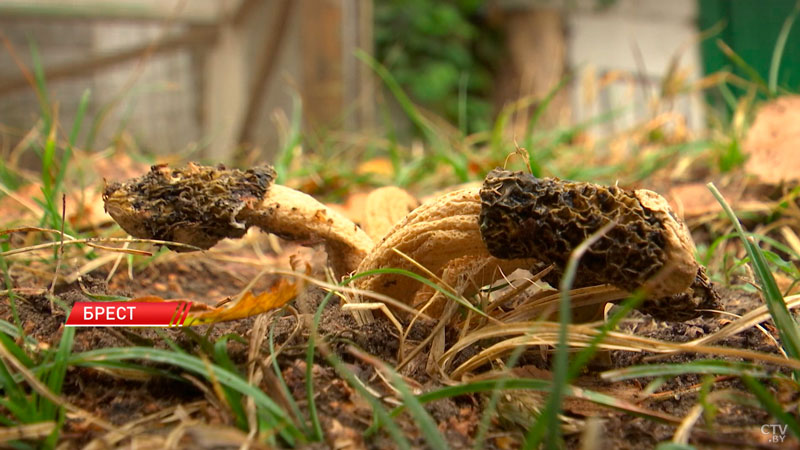 В Бресте нашли два новых вида грибов, которые раньше не встречались в Беларуси