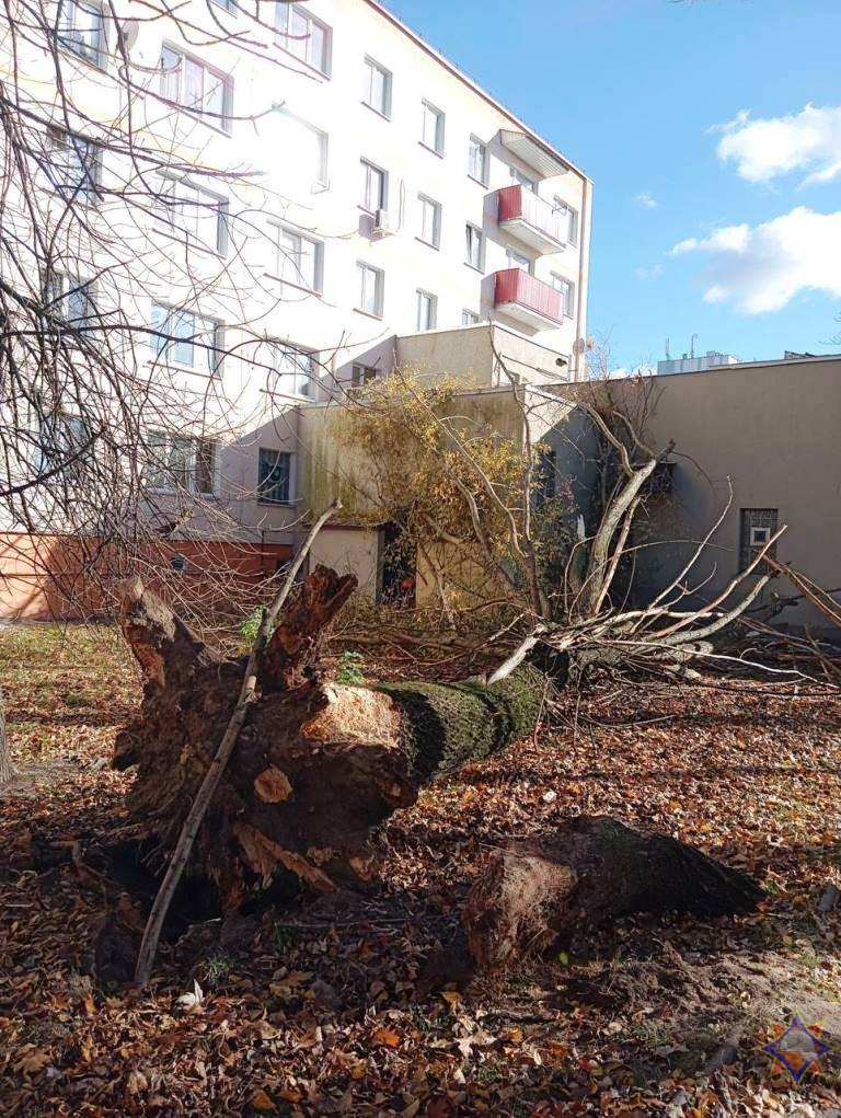 В Бресте дерево упало на здание