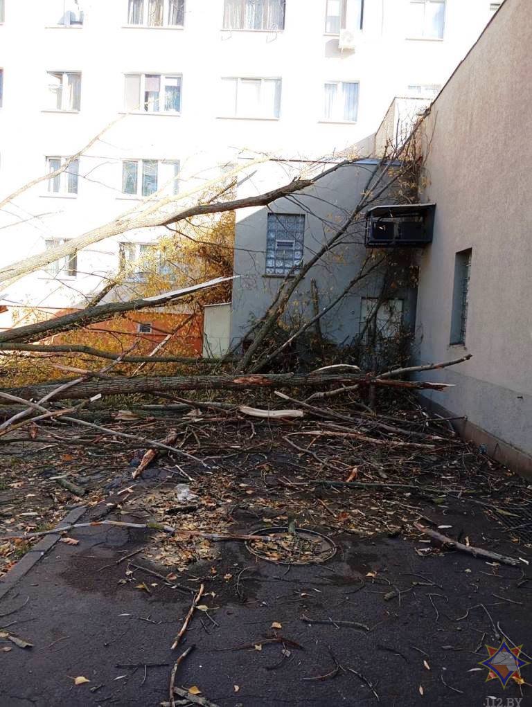 В Бресте дерево упало на здание