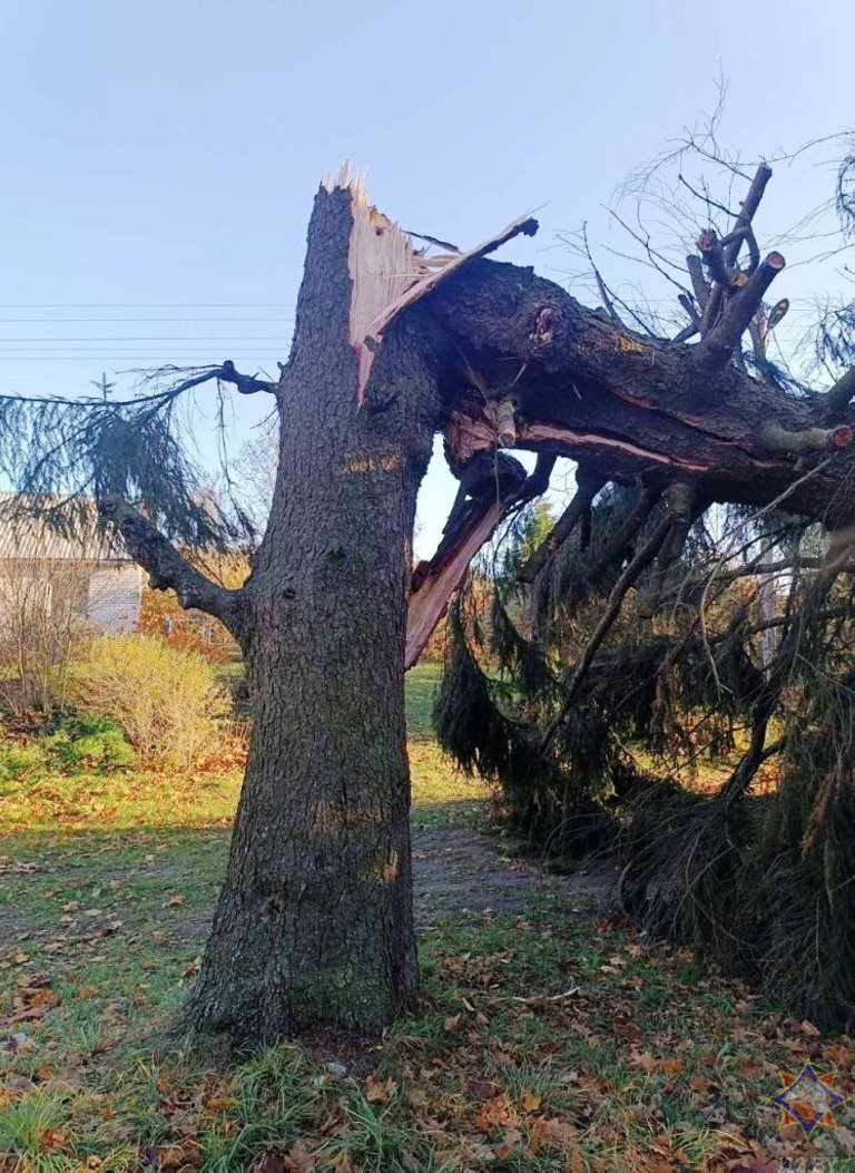 В Бресте дерево упало на здание