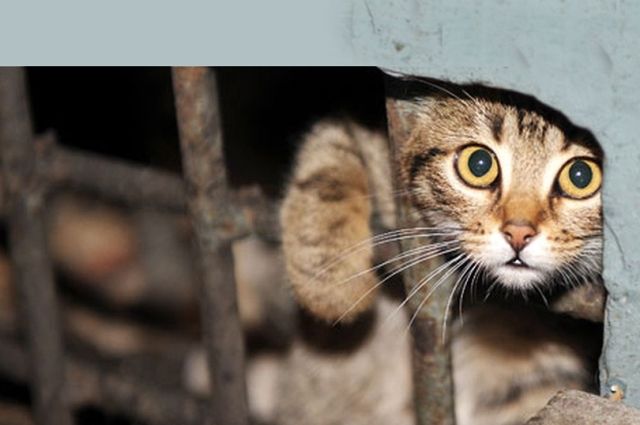 Какое наказание будет в Беларуси хозяину питомца, который выбросил его на улицу?