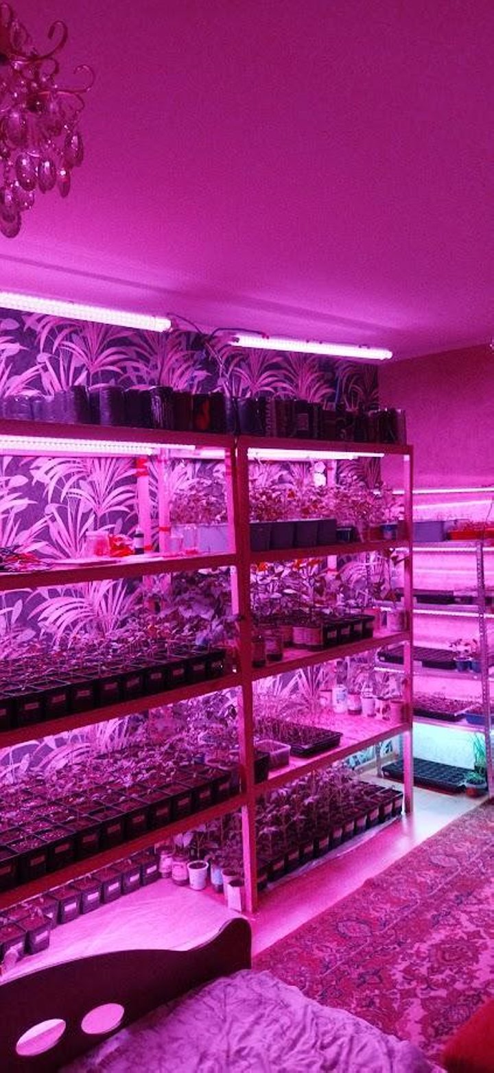 Семейное хобби: как брестчане начали помидоры с перцем коллекционировать