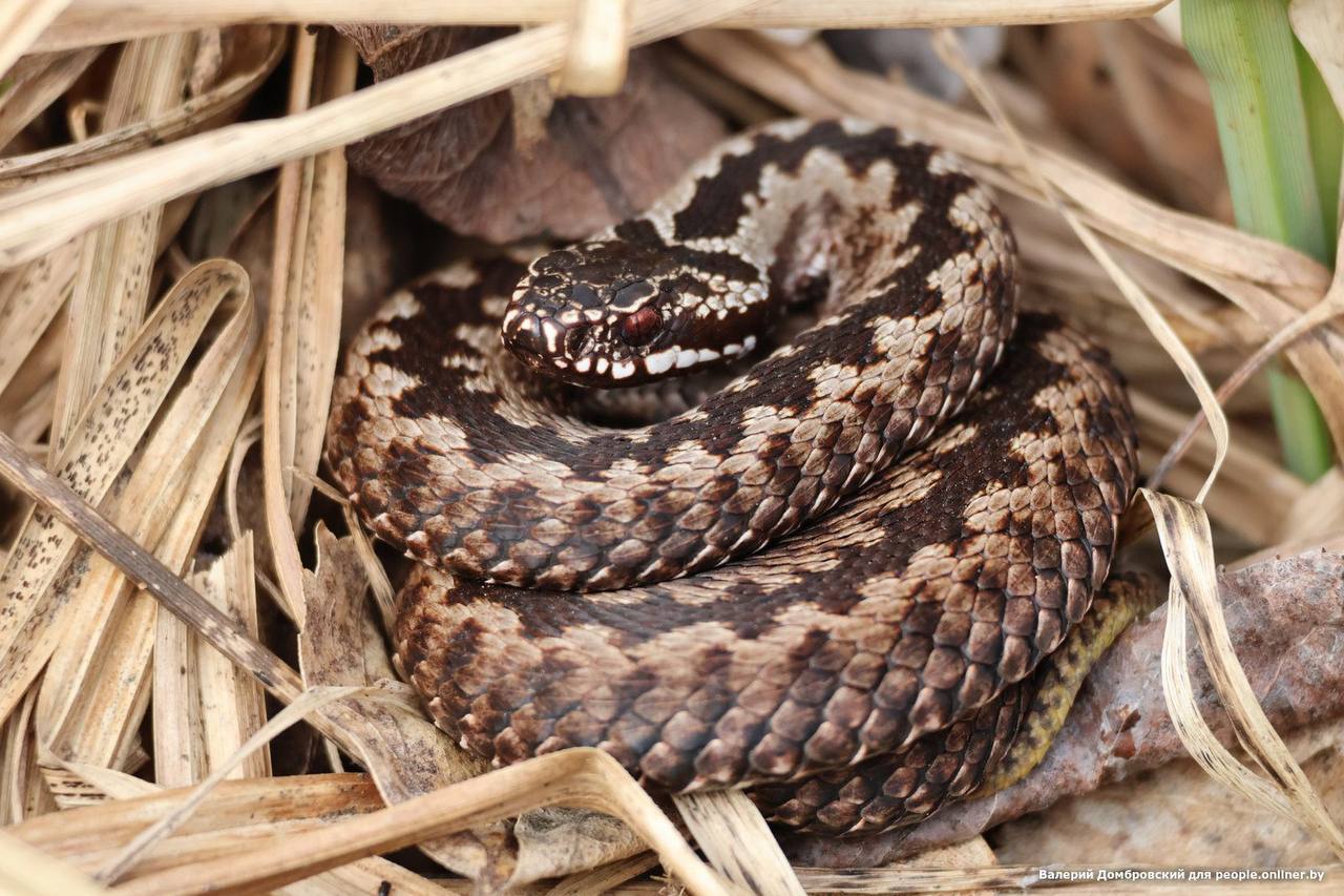 В Беларуси проснулись жабы и гадюки