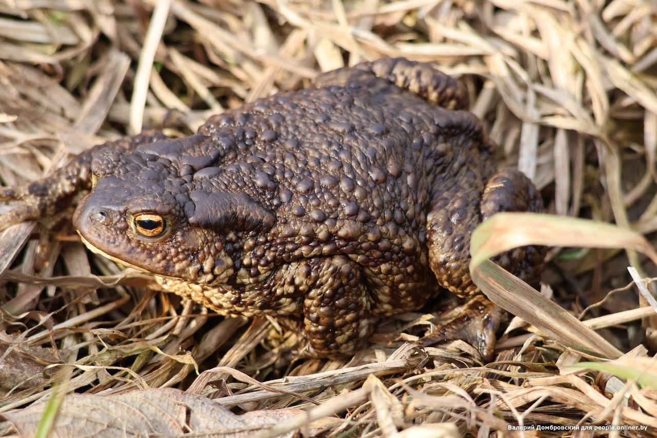 В Беларуси проснулись жабы и гадюки