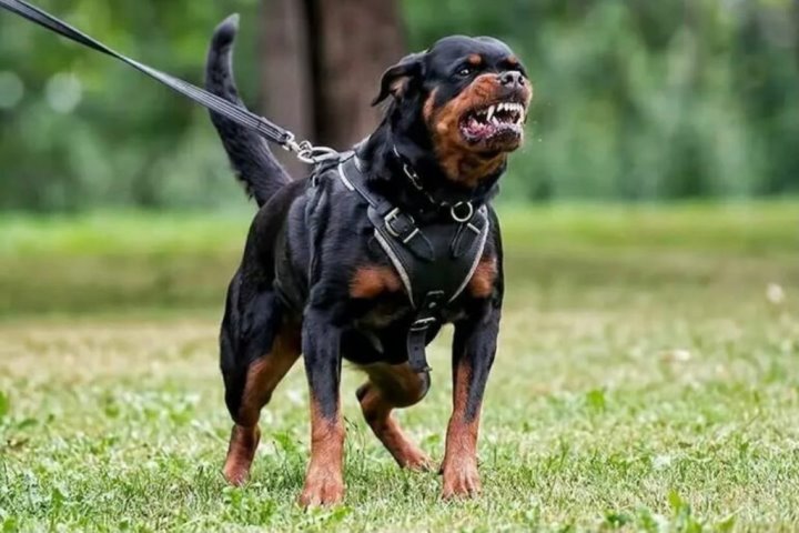 В Беларуси на женщину напал ротвейлер. Какое решение принял суд?