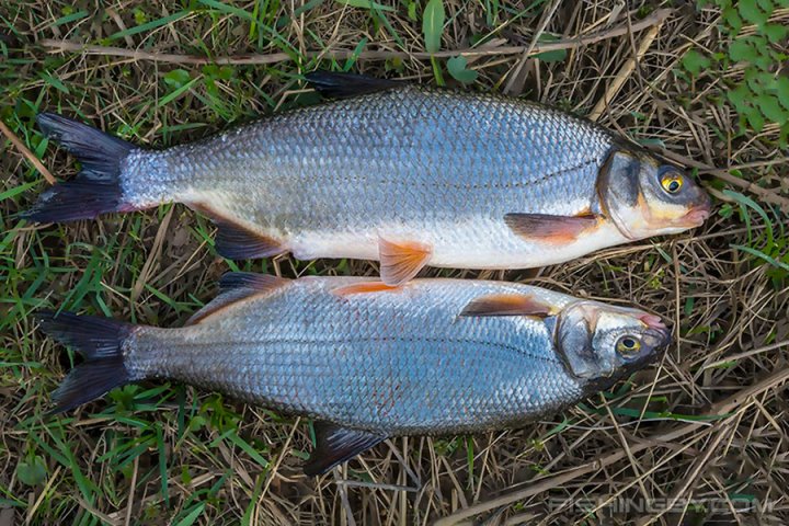 В Беларуси все чаще ловят краснокнижную рыбу: как не попасть на большой штраф