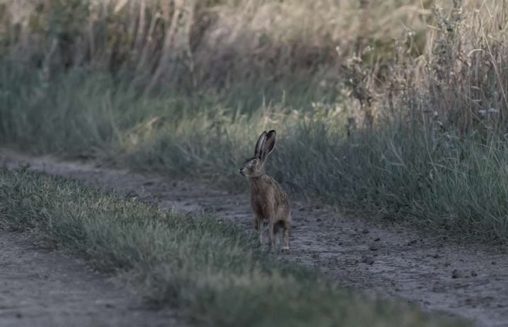 Белорус заразился опасной инфекцией при разделке зайца