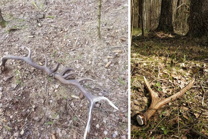 Белорусы стали находить рога лосей в лесу. Можно ли их собирать?