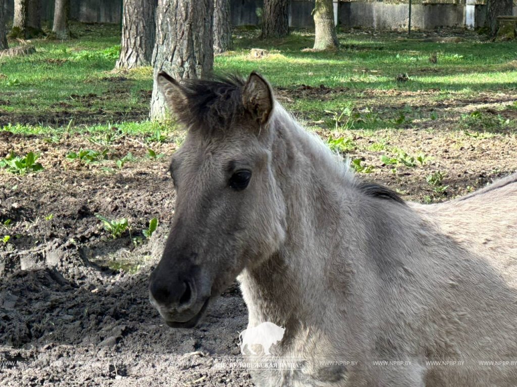 Тарпановидные лошади появились в вольерах Беловежской пущи