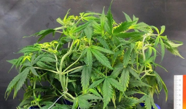 Белорус выращивал коноплю у себя в доме. Чем всё закончилось?