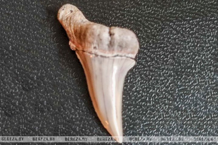 Учитель из Брестской области коллекционирует необычные минералы