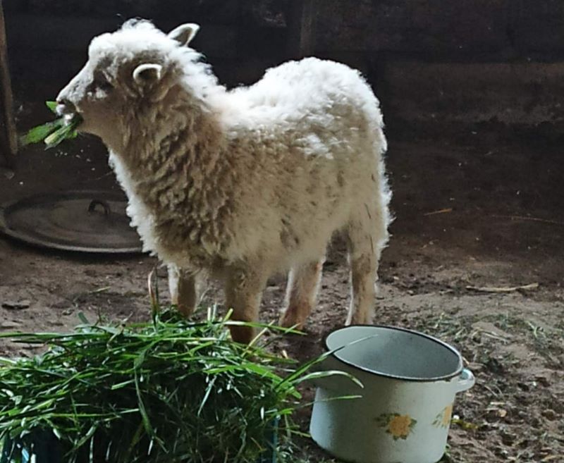 В Жабинке ищут хозяев потерявшегося и спасенного ягненка