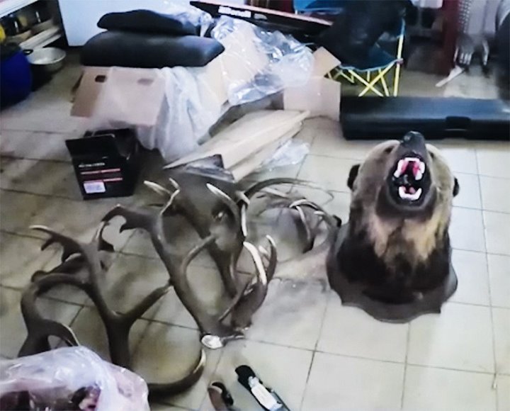 В МВД рассказали подробности истории охоты с вертолёта на медведя