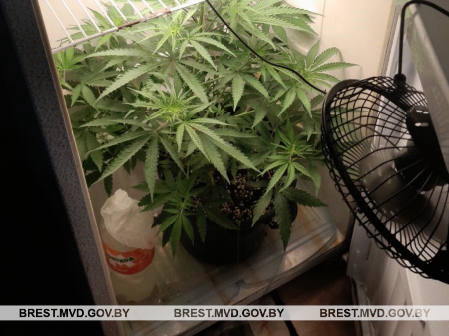 Житель Брестской области выращивал коноплю в холодильнике