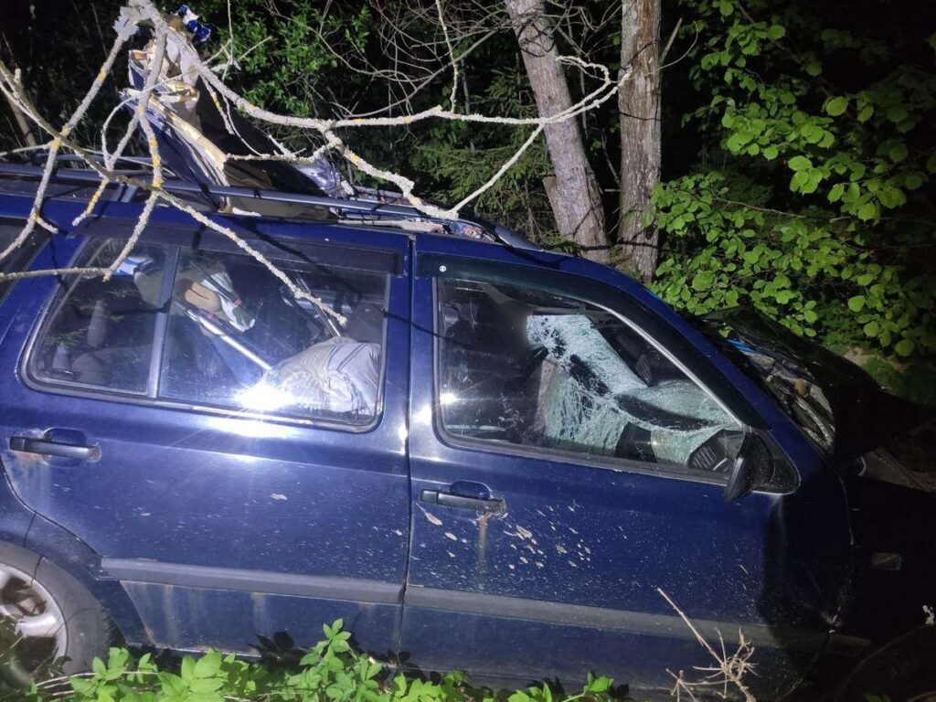 В Беларуси водитель погиб в ДТП с лосем