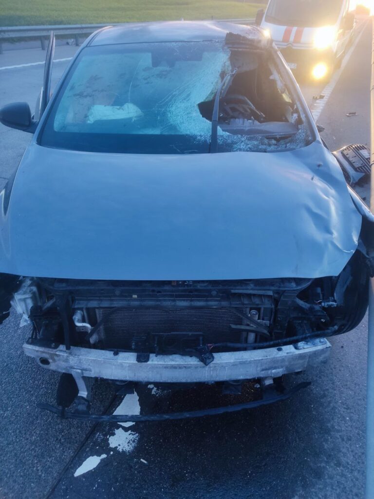 В Беларуси водитель погиб в ДТП с лосем