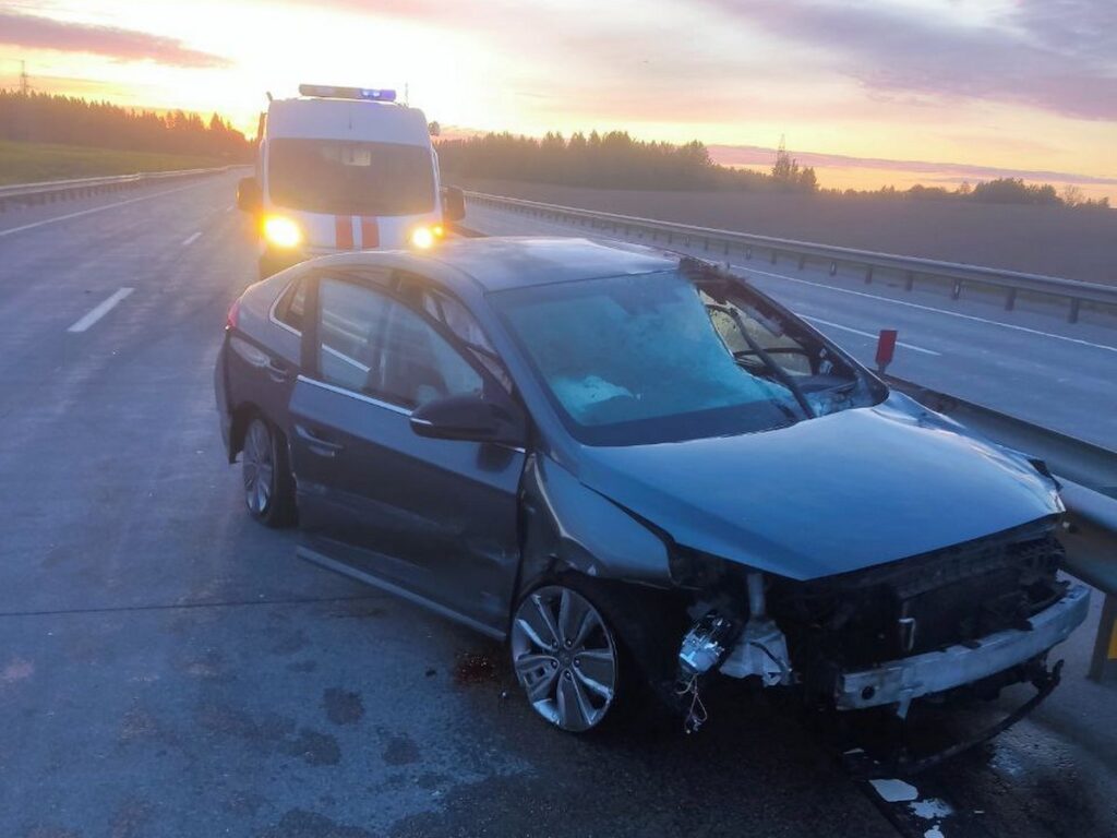 В Беларуси водитель погиб в ДТП с лосем