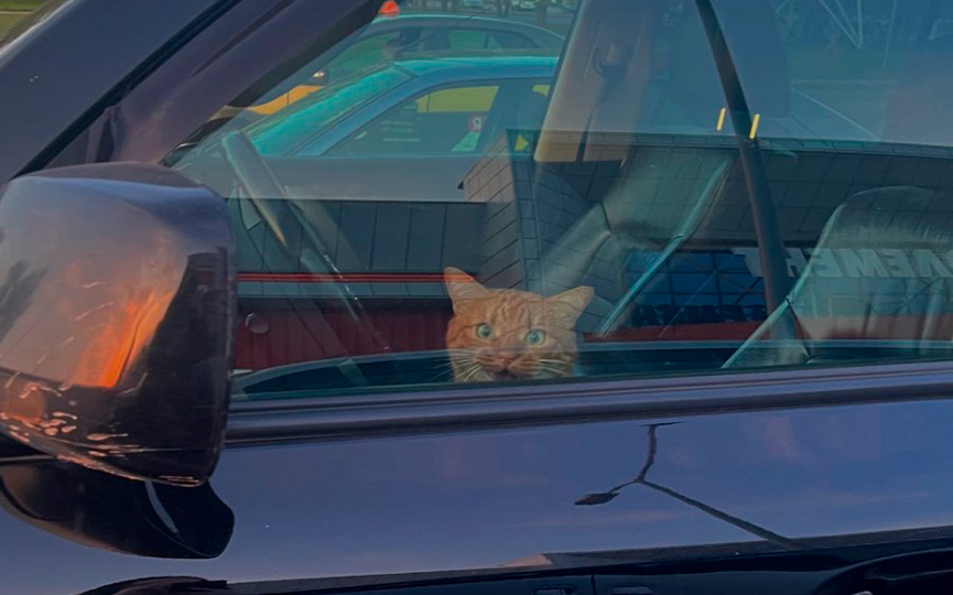 Кот-водитель замечен в Барановичах