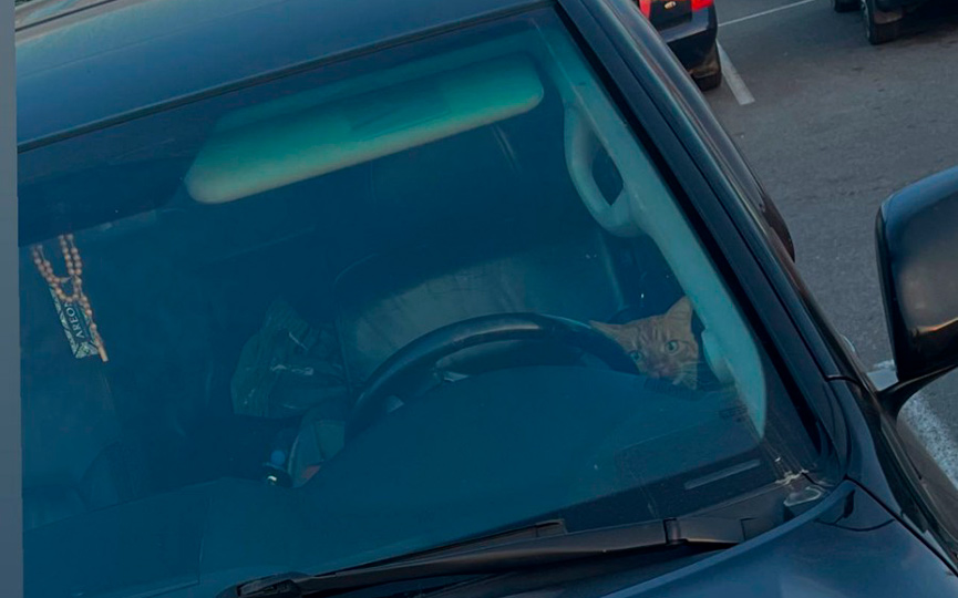 Кот-водитель замечен в Барановичах
