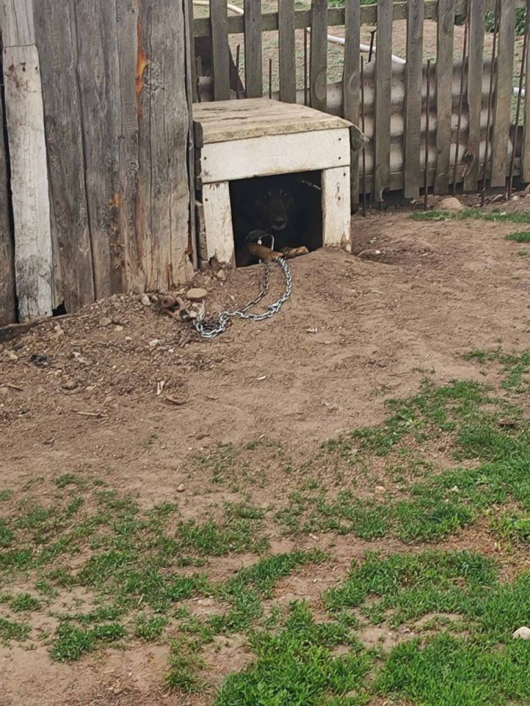 Еще одна добрая история: каменецкие спасатели помогли собаке, лапа которой застряла в карабине цепи