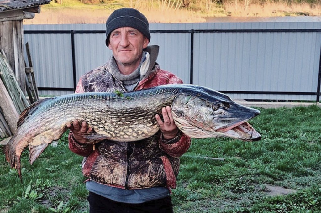 В Беларуси рыбак поймал большущую щуку. Узнали, тянет ли улов на рекорд