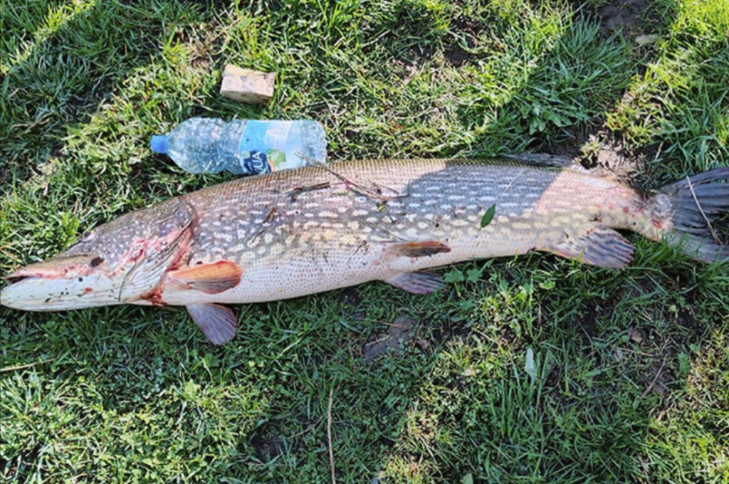 В Беларуси рыбак поймал большущую щуку. Узнали, тянет ли улов на рекорд