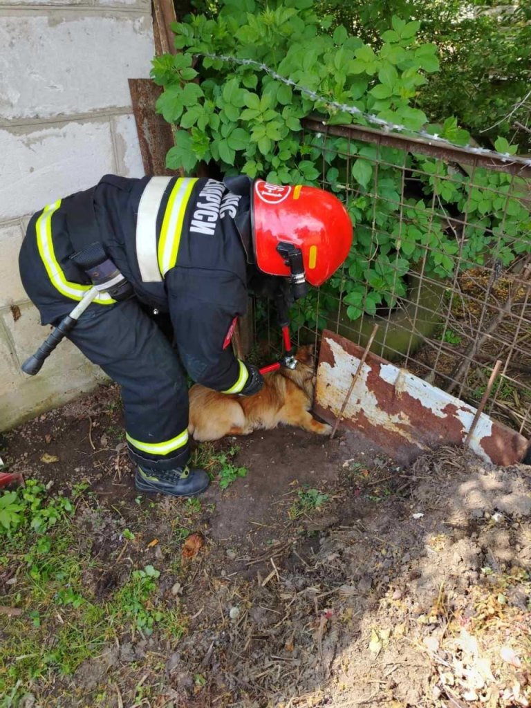 Пружанские спасатели помогли собаке, которая застряла в заборе