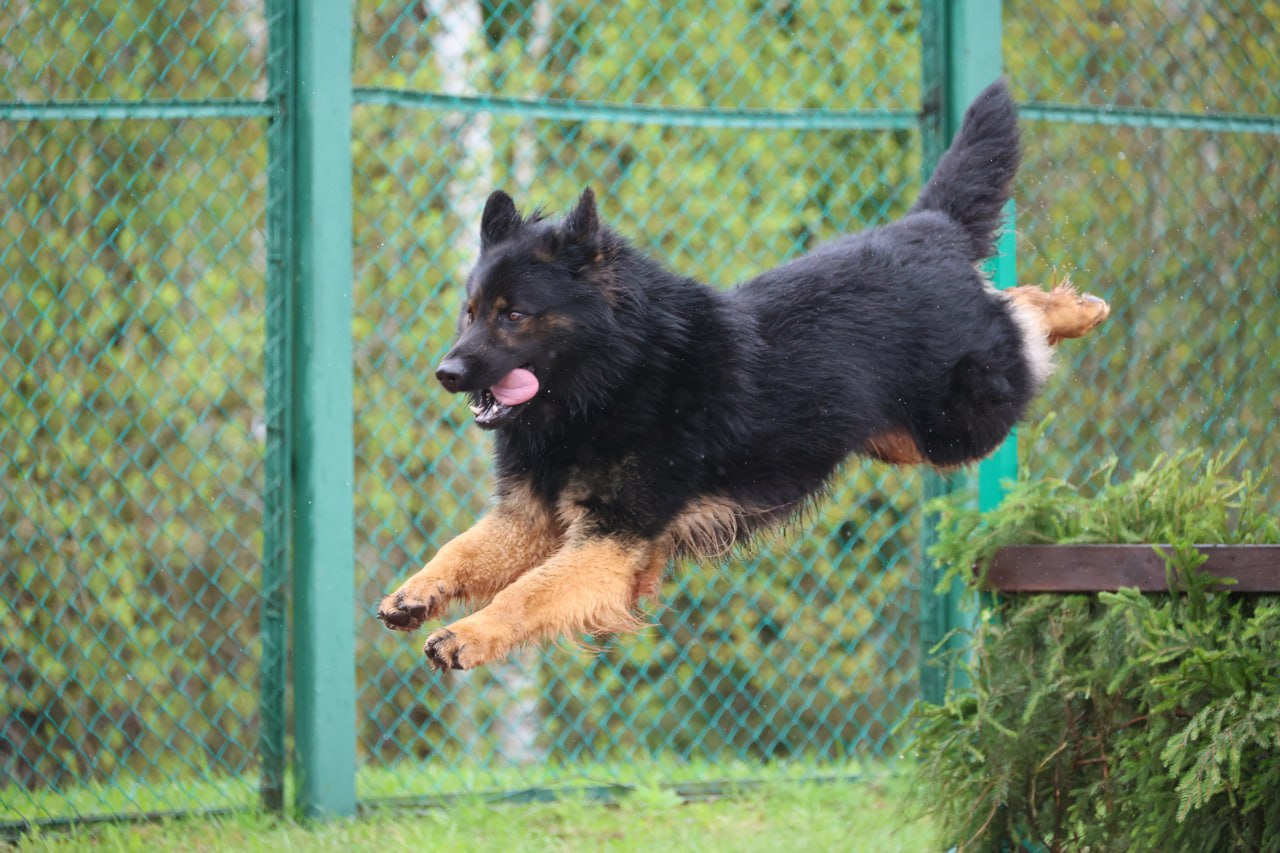 Триумфом брестчан завершились соревнования кинологов