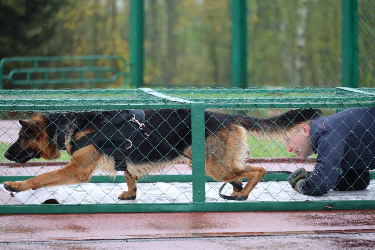Триумфом брестчан завершились соревнования кинологов