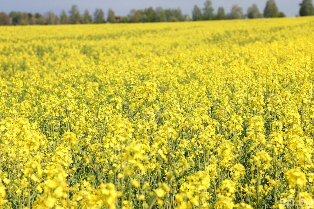 В Брестской области цветет рапс. Рекордно рано