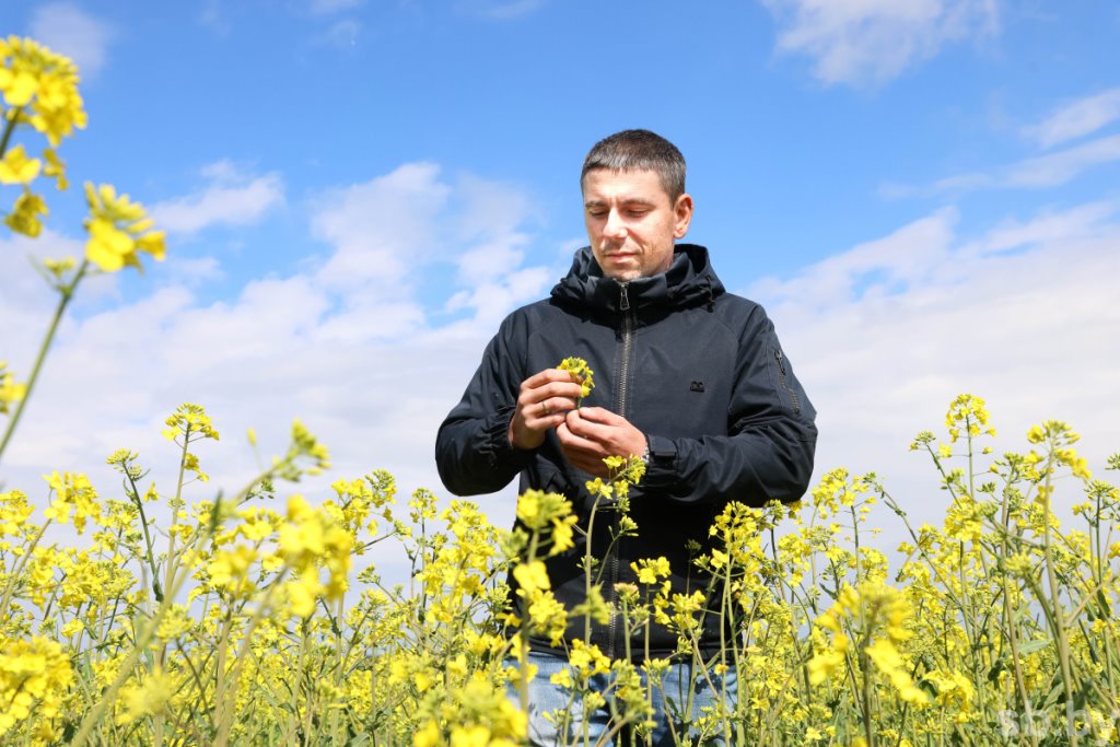 В Брестской области цветет рапс. Рекордно рано