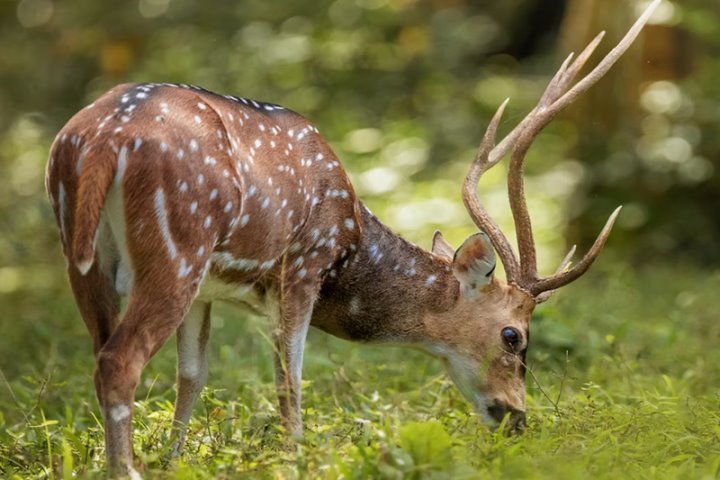 Что делать, если в лесу встретил дикое животное? В Минприроды ответили