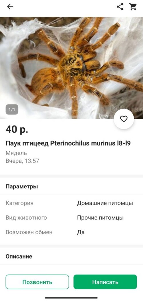 Телефон за 100 млн, ядовитый паук и хлеб зубной работы. Нашли три странных товара на Куфаре