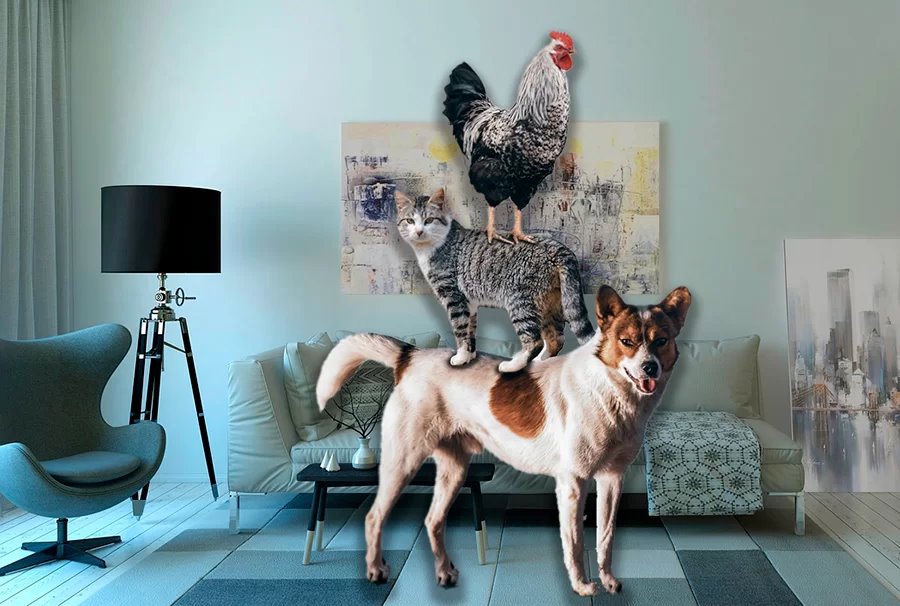 Из квартиры соседей разносятся неприятный запах и симфония из мяуканья и кукареканья. Как это прекратить