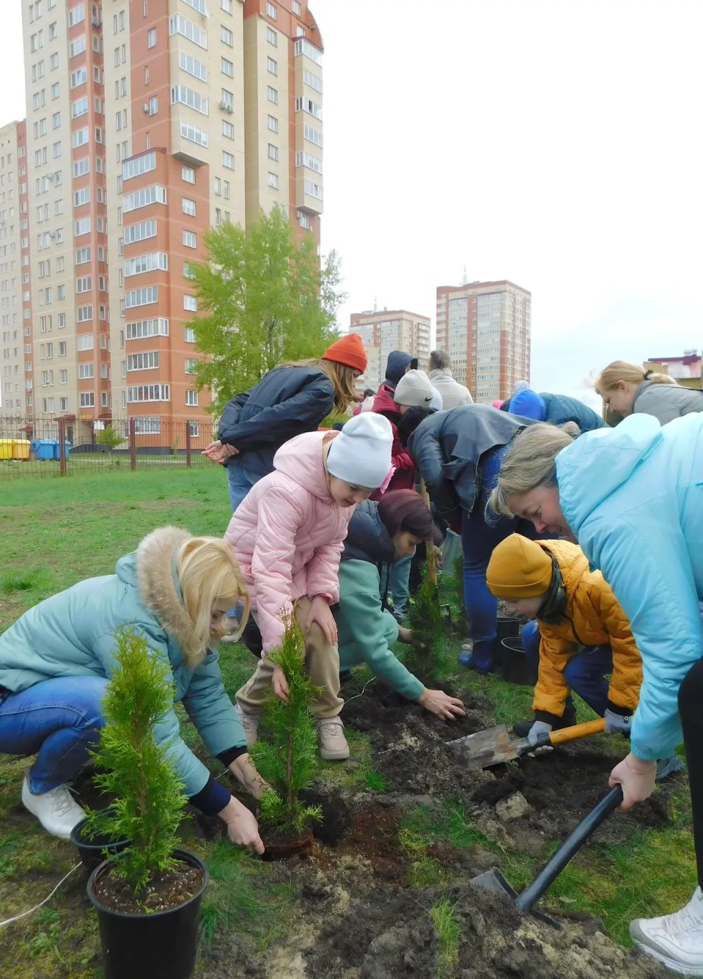 Семьдесят туй зазеленели во дворе СШ № 1 г. Бреста
