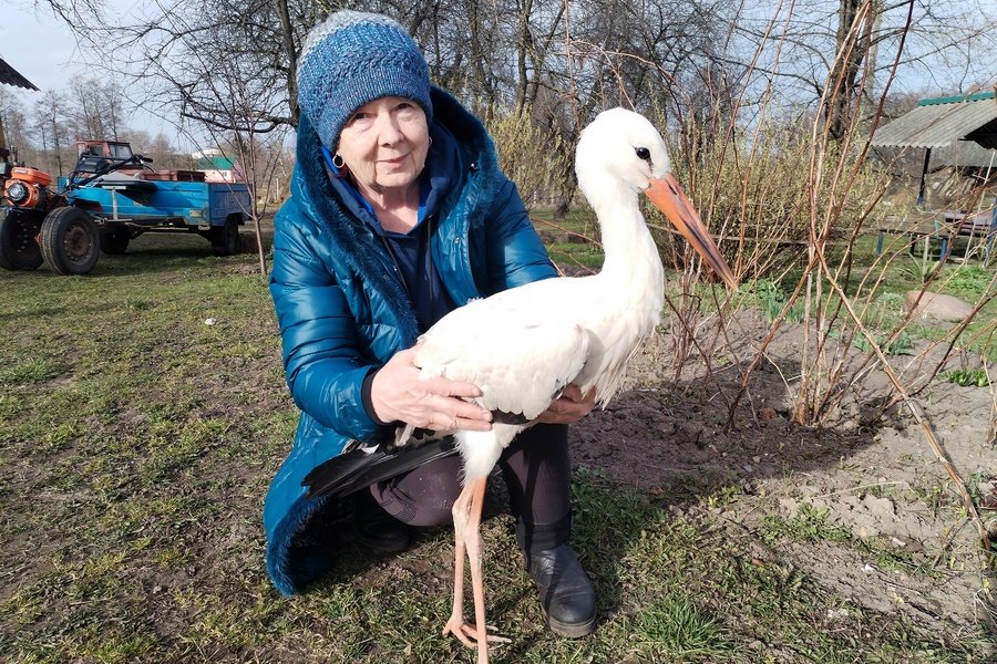 Почему «буллят» Бусю? Противоречивая история одного домашнего аиста из Беларуси