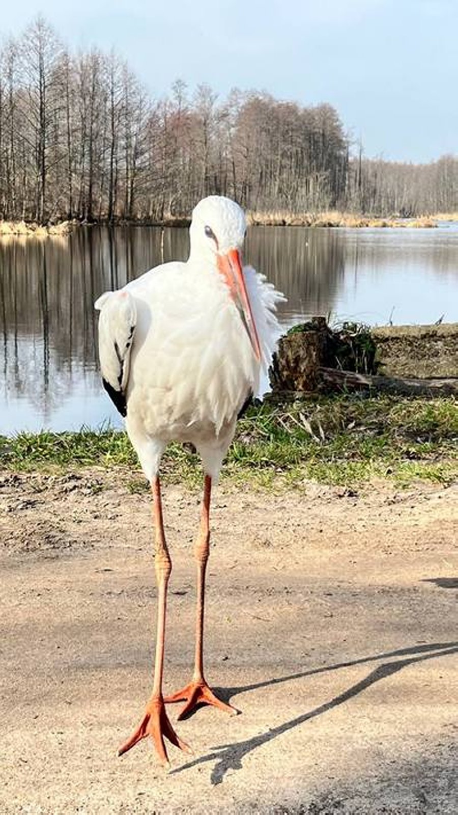 Почему «буллят» Бусю? Противоречивая история одного домашнего аиста из Беларуси