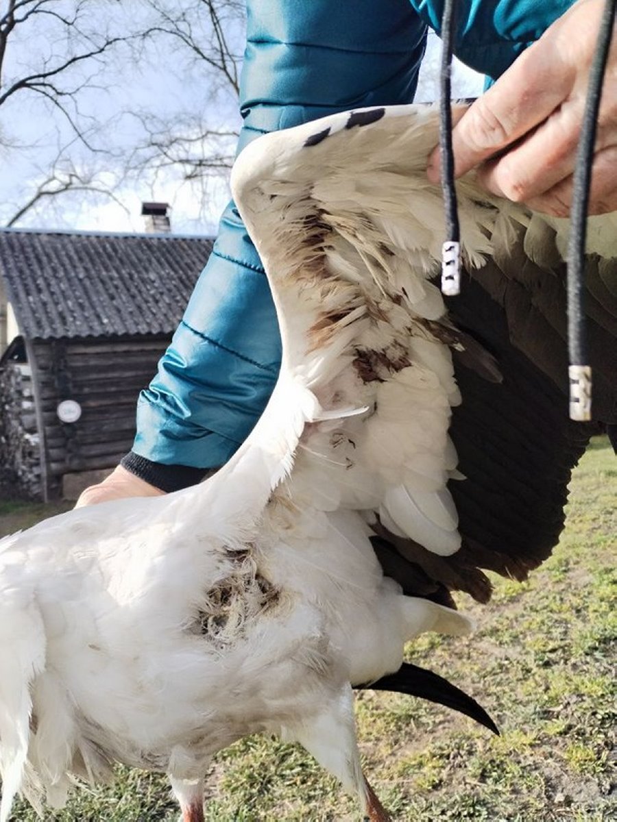 Почему «буллят» Бусю? Противоречивая история одного домашнего аиста из Беларуси