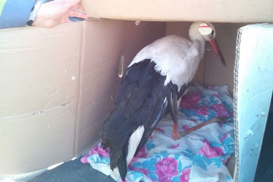Почему «буллят» Бусю? Противоречивая история одного домашнего аиста из Беларуси