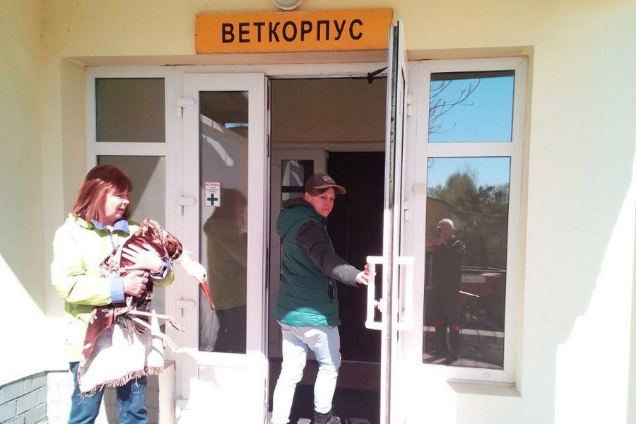 Почему «буллят» Бусю? Противоречивая история одного домашнего аиста из Беларуси