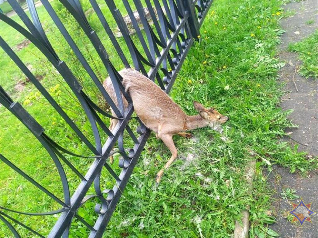 В Новополоцке сотрудники МЧС спасли олененка, застрявшего в заборе