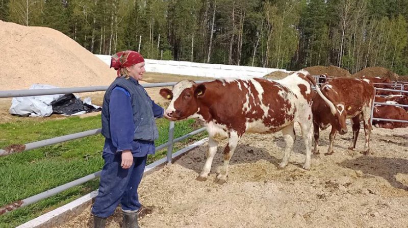 В Беларуси создают уникальную породу коров
