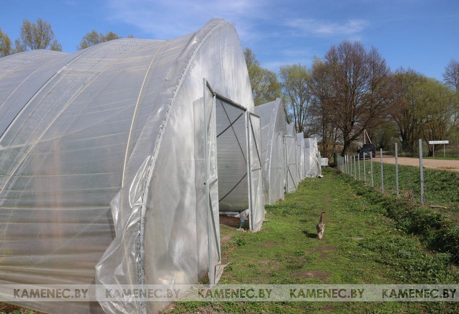 Как шмели из Голландии помогают предпринимателю в Брестской области