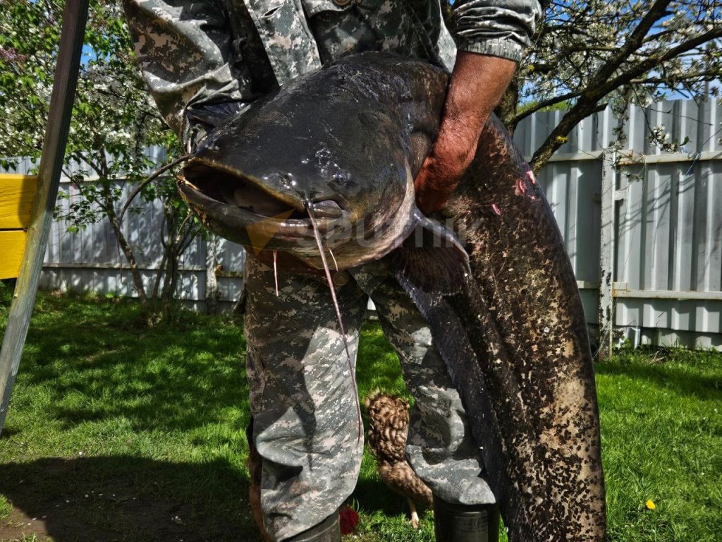 В Беларуси рыбаки словили сома-гиганта