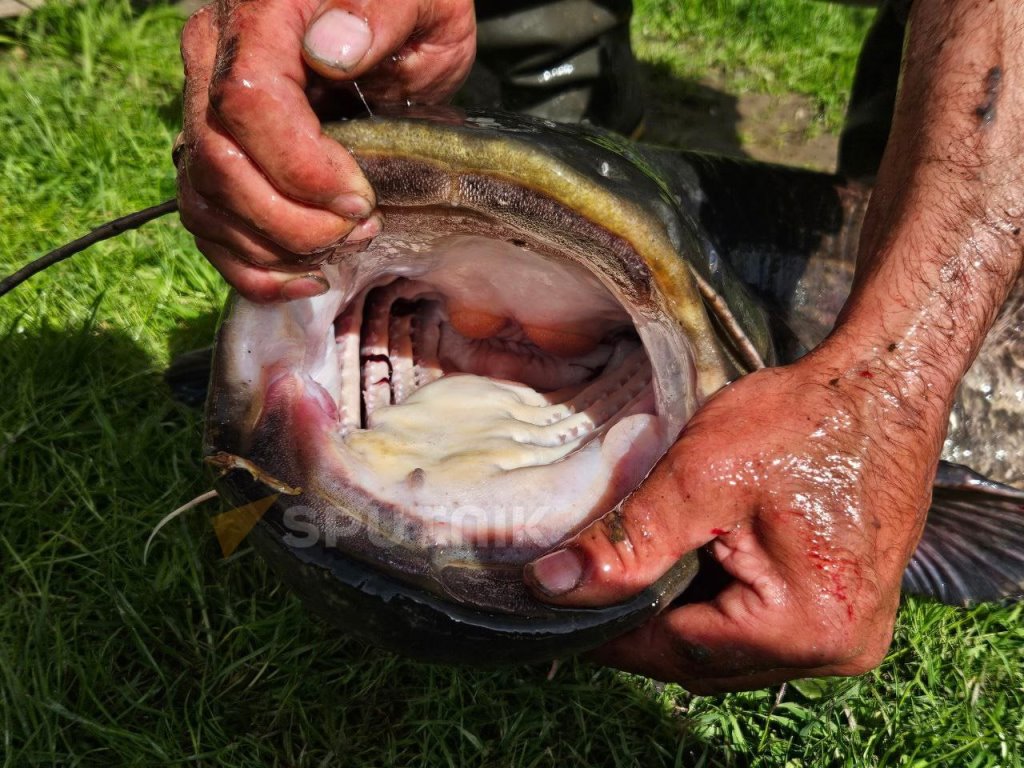 В Беларуси рыбаки словили сома-гиганта
