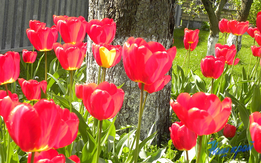 Тюльпан с рисунком сердца вырос у жительницы Брестской области